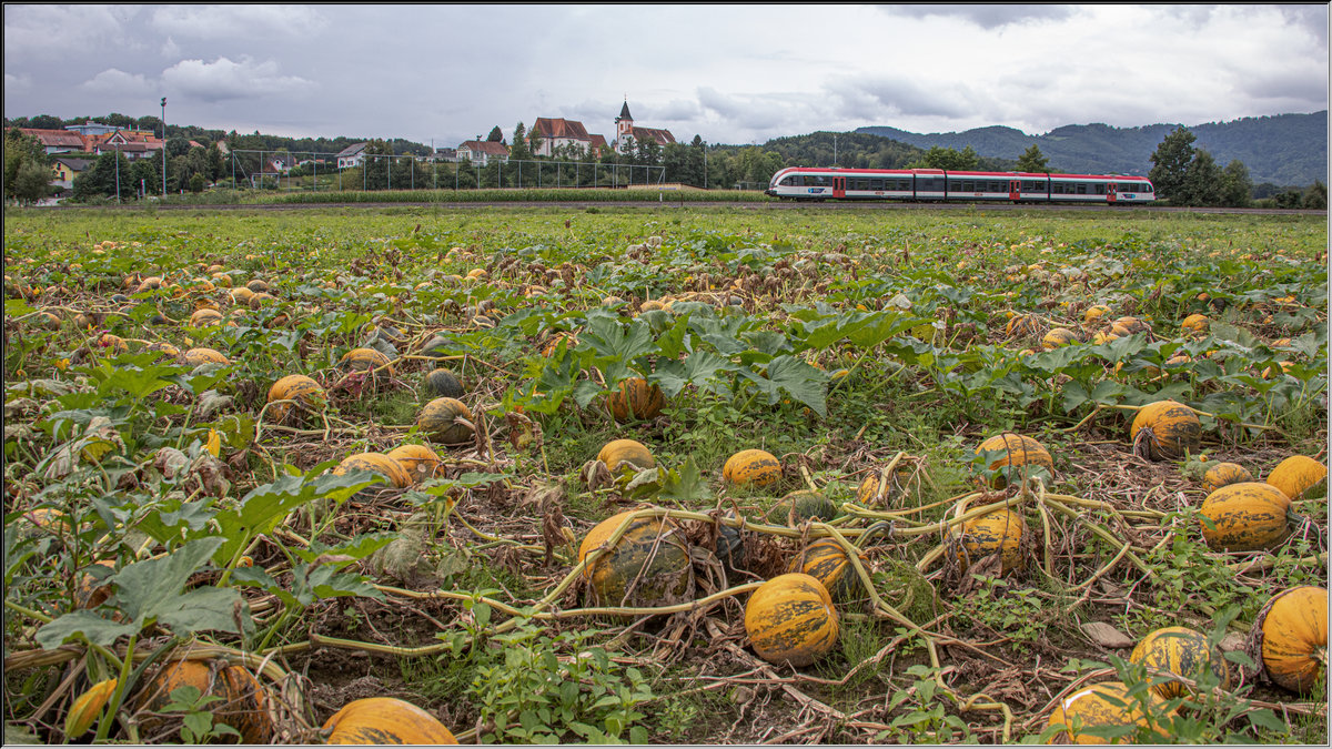 Die Plutza sind mittlerweile bereits geerntet . Anfang September 2019 hatte ich noch das Glück einige zu entdecken. 
St.Peter im Sulmtal 