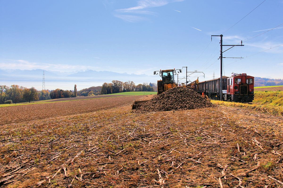 Die riesige Zuckerrüben- Fressmaschine , die darauf wartet, den ganzen Riesenhaufen in die Güterwagen zu schmeissen. Am Ende des wartenden Zugs steht der Dieseltraktor Tm 41, um den Zug zu bewegen, denn die Lok hat die Pantographen gesenkt. Unter dem Dunst im Hintergrund erstreckt sich der Genfersee. 17.Oktober 2017  