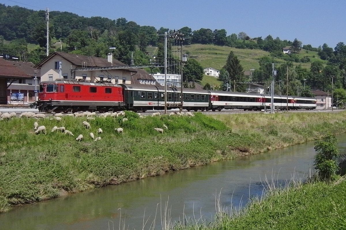 Die Schafe lassen sich durch die Vorbeifahrt der Re 4/4 II 11135 mit dem „RHEINTAL-EXPRESS“ RE 3815 nicht bei der Bschungspflege des Rheintaler Binnenkanals stren (Au SG, 08.06.2013).