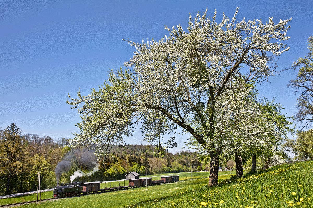 Die Schmalspurdampflokomotive 498.04 der Steyrtal-Bahn dampft mit einem Güterzug bei Aschach an der Steyr vorüber.Bild vom 30.4.2017