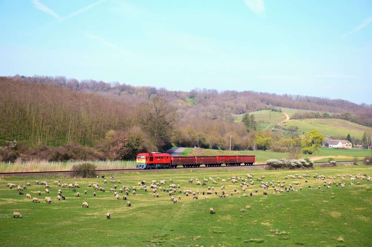 Die Sergej M62 116 fährt mit dem Verschubgüterzug von Dombóvár nach Kunfehértó kurz vor Mórágy. Im Vordergrund weidet eine Schafherde.
Mórágy, 23.03.2024.