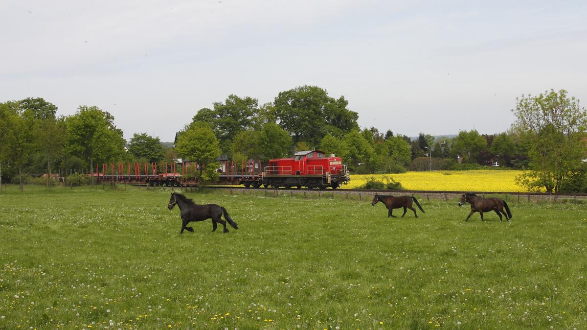 Die Szene sieht nicht nach einer Werkbahn aus. Es handelt sich aber um die Hüttenbahn von Hasbergen nach Georgsmarienhütte. 294073 war am 5.5.2014 mit einem Leerzug nach GMHütte unterwegs und scheuchte im Ortsteil Hasbergen - Ohrbeck ein paar Pferde auf, die beim Herannahen des Zuges über die Wiese davon galoppierten.