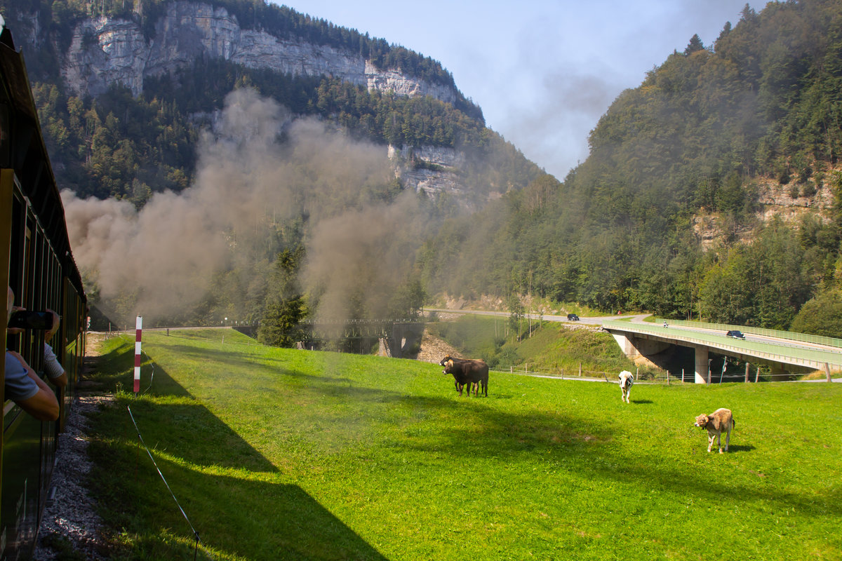 Die U25 zieht ihren Wlderzug von Bezau nach Bersbuch (Bhf. Schwarzenberg). Da gucken die Khe aber....kurz vor der Sporeneggbrcke. 19.09.20