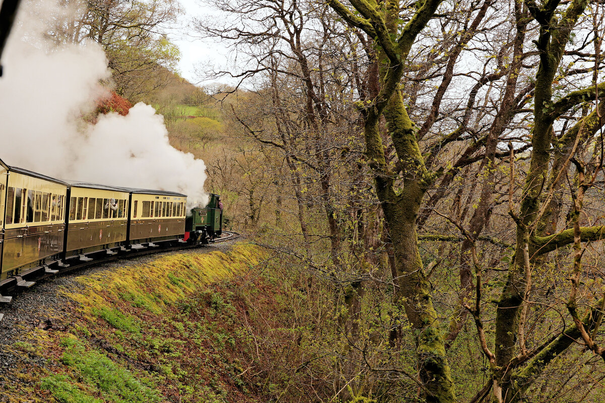 Die Vale of Rheidol Bahn in Wales. Der Abstieg hinter der Lok 7 ins Tal hinunter. Dieser Zug führt Wagen im schönen alten Anstrich braun/crème der einstigen Great Western Railway. (Dieser Anstrich wurde später von der Westregion der Britischen Bahnen übernommen.) 17.April 2026 