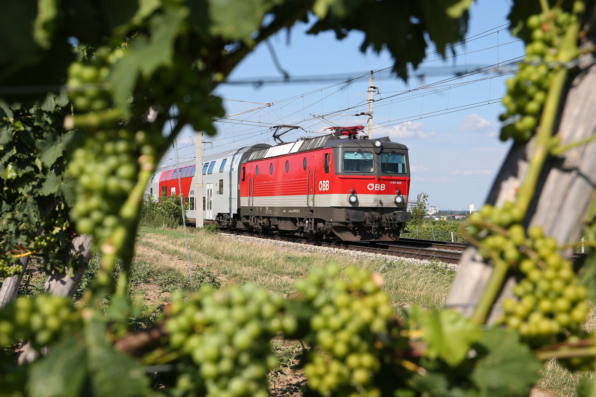 Die ziemlich neue 1144.262 durchfährt mit ihren Reg. Pfaffstätten mit den üppig tragenden Weinstöcken. 23.7.17