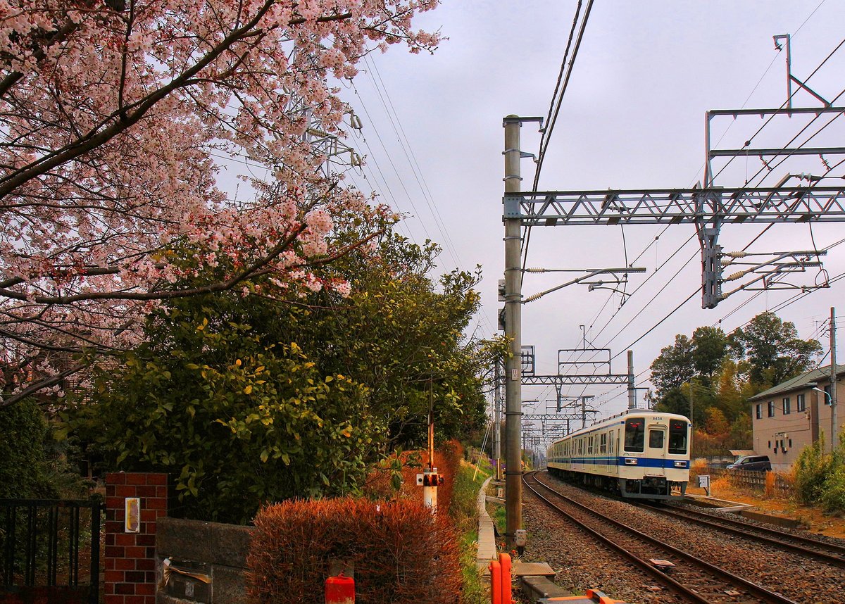 Die Züge des grossen Tôbu-Konzerns mit seinem über 400 km langen Streckennetz umfassen S-Bahnzüge ebenso wie Intercity-Expresszüge. Hier fährt der S-Bahnzug 8158 der Region Tokyo in Nanasato ein, 30.März 2019 - Die Züge der Serie 8000 wurden zwischen 1963 und 1983 gebaut; heute werden sie nach und nach ausgemustert. Im Bestand waren 2017 19 4-Wagenzüge, 17 6-Wagenzüge, 10 3-Wagenzüge, 14 2-Wagenzüge, sowie der historische Zug 8111. 