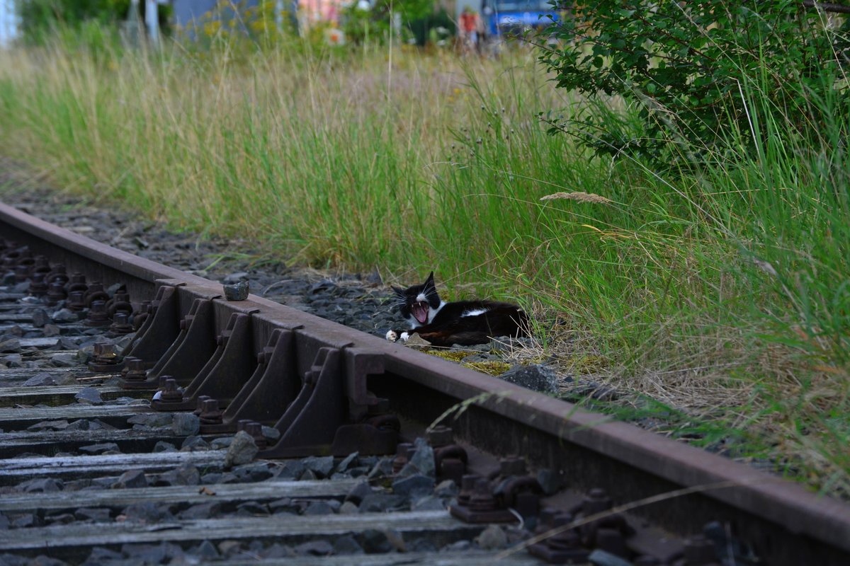 Diese Katze lies sich vom Fotografen beim Erkunden des stilllgelegten Gleises nicht stören, sie schaute sich einmal den Fotografen an und döste weiter vor sich hin.

Wefensleben 30.07.2017