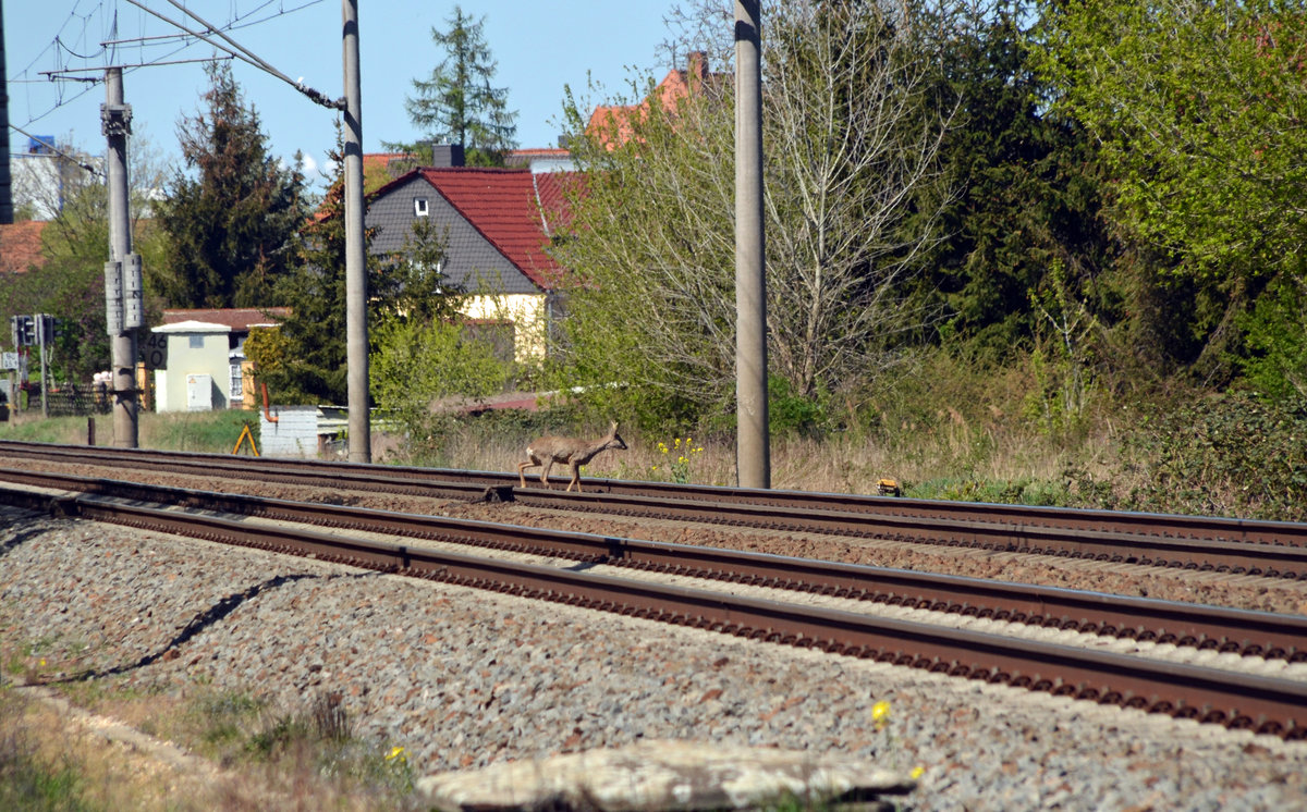 Dieser Rehbock überquerte am 19.04.20 in Greppin die Gleise bei bereits geschlossenen Schranken. Er ist heil auf der anderen Seite angekommen.