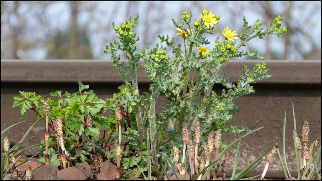 Direkt neben dem Bahngleis an der Montzenroute hat sich diese Pflanze platziert und kündigt nun den Frühling an. Als Stimmungbild festgehalten am 14.April 2016.