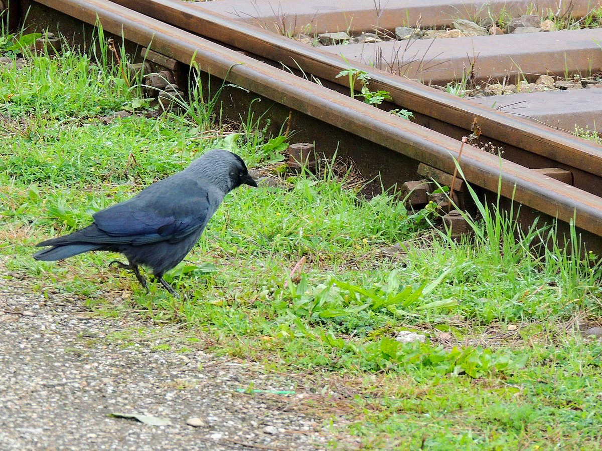 Dohle ist entlang der Ladegleise in Ried emsig auf Futtersuche, 201017