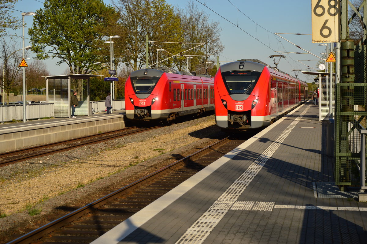Doppeltes Lottchen, eh ne doppelte Grinsekatze in Korschenbroich am 20.4.2016.
