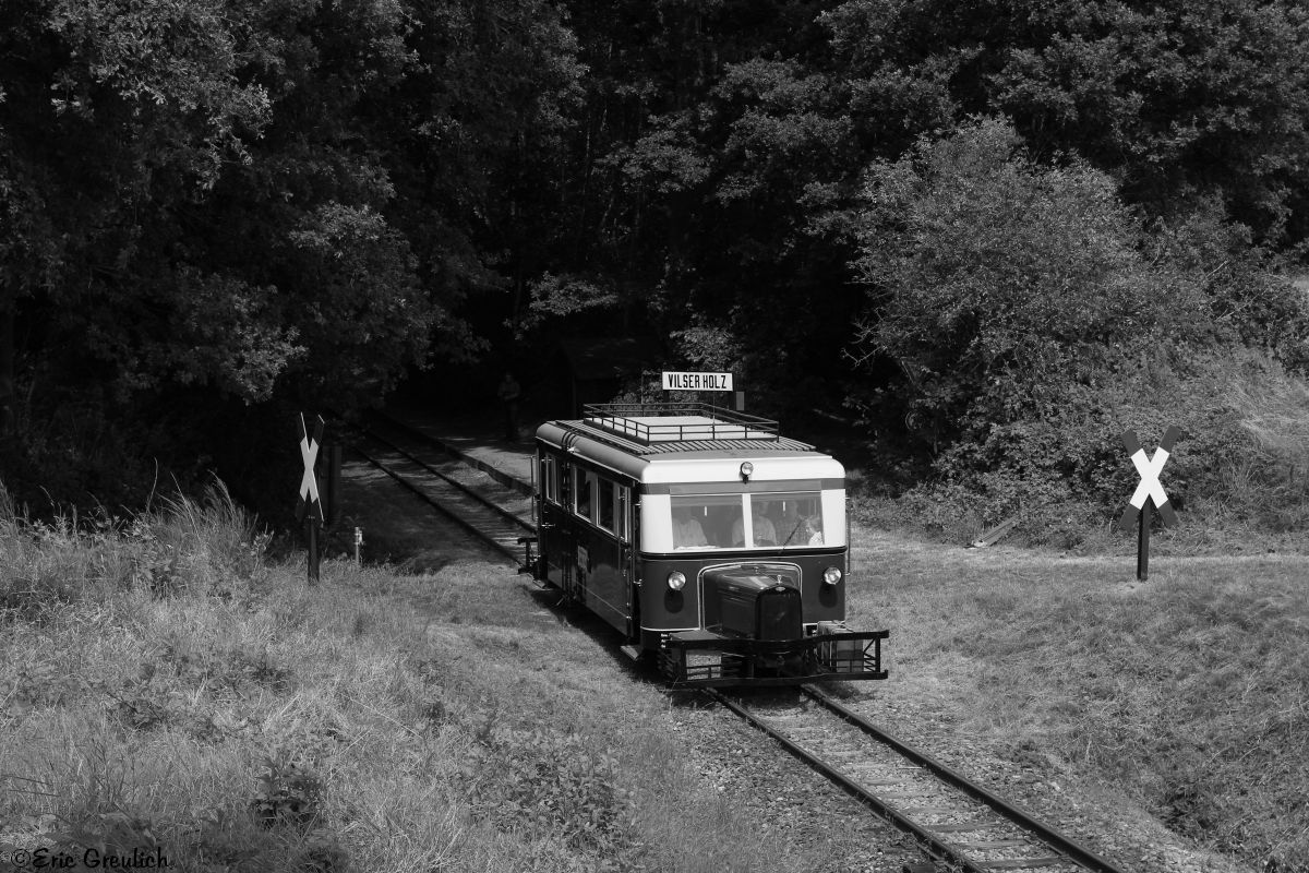 Dsa Schweineschnäuzchen des DEV am 02.08.2014 bei Vilser Holz.