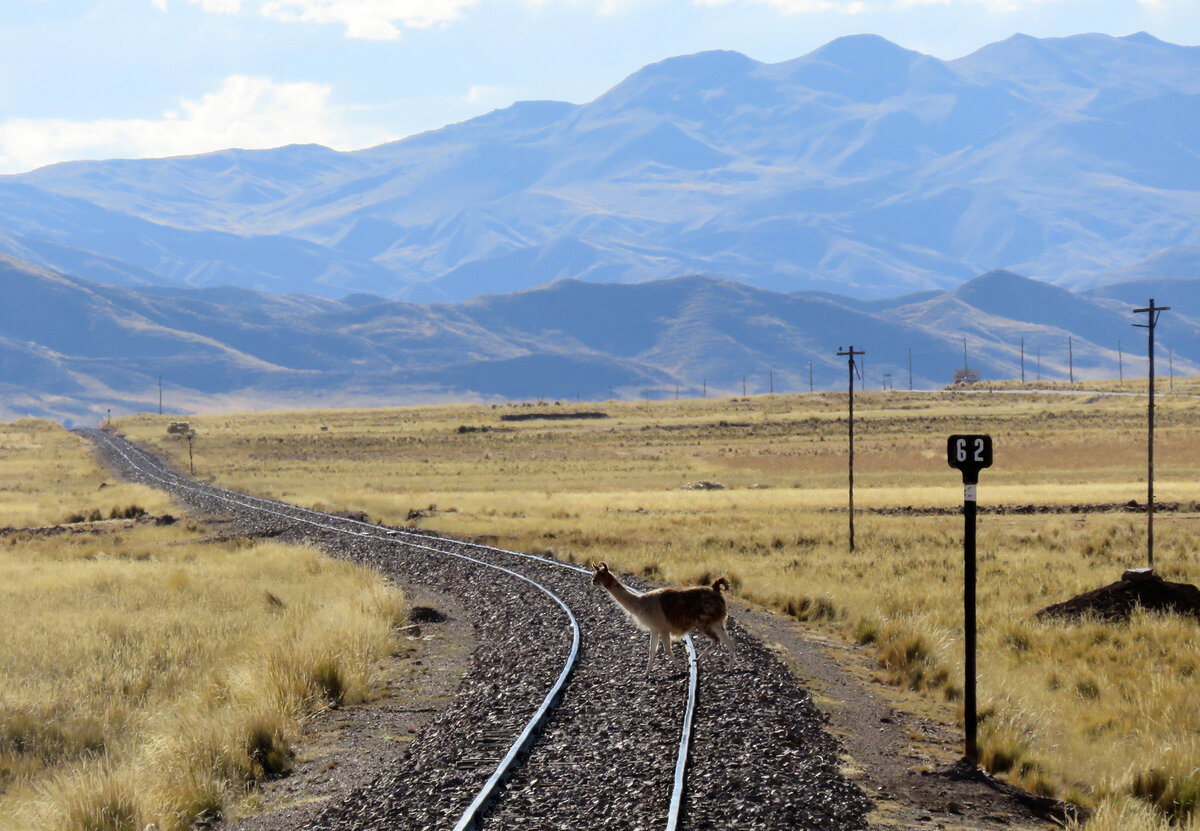 Ein Andenbewohner �berquert sofort nach der Durchfahrt unseres Zuges das Gleis. Cusco - Puno, 18.7.2015