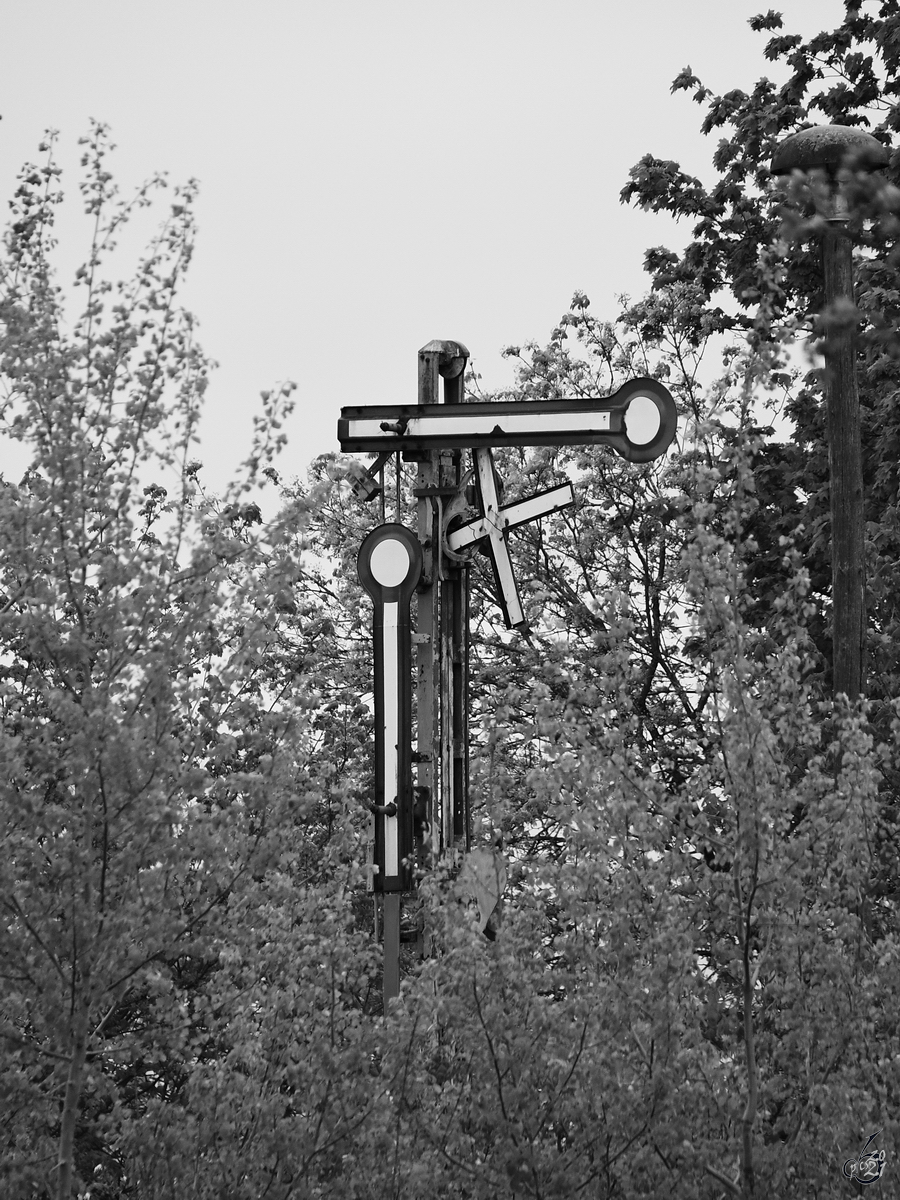 Ein ausgedientes Formsignal ragt aus dem Geäst hervor. (Neustrelitz, Mai 2021)