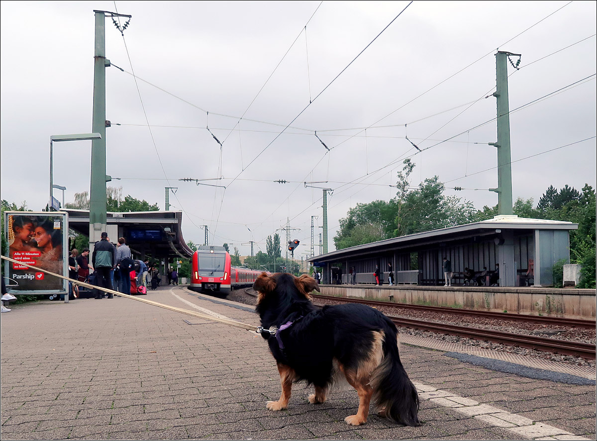 Ein bisschen skeptisch (Schwanzhaltung) -

... blickt Maila da auf die einfahrende S-Bahn.

Bahnhof Waiblingen, 17.07.2021 (M)