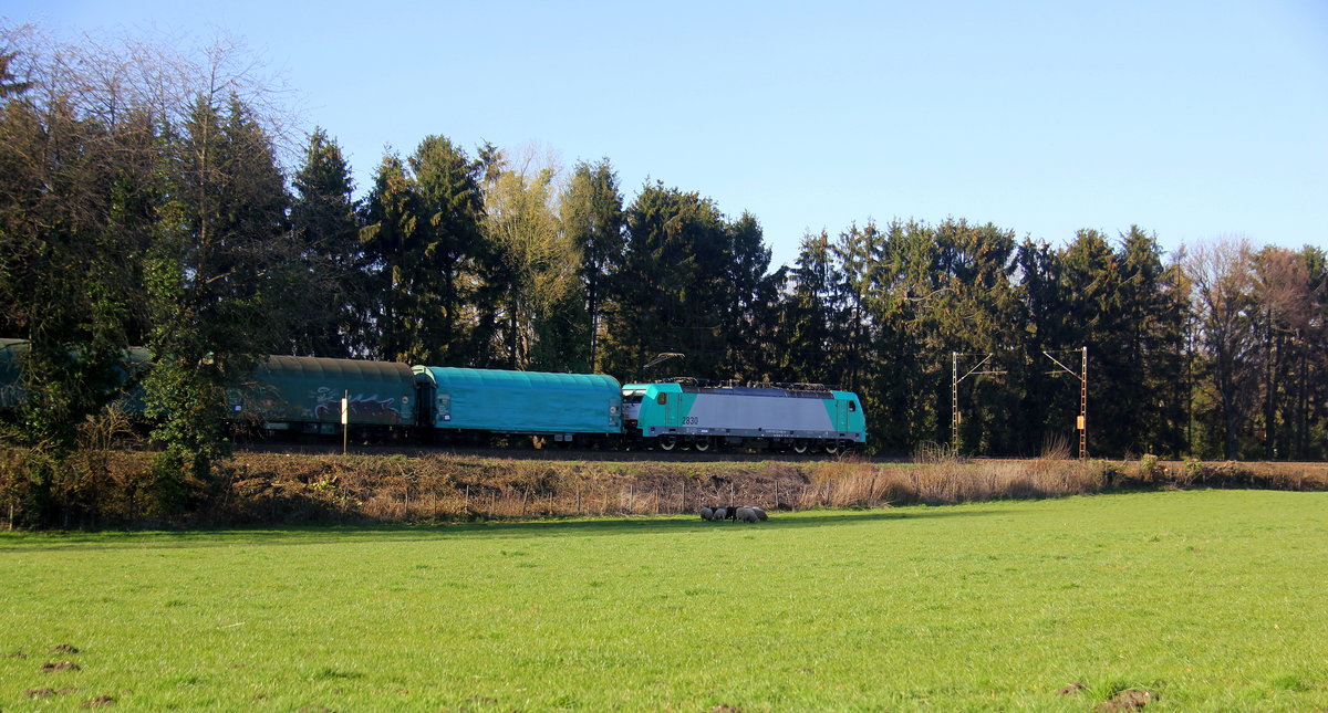Ein Blick auf die Cobra 2830 kommt die Gemmenicher-Rampe herunter nach Aachen-West mit einem Güterzug aus Antwerpen-Noord(B) nach Köln-Gremberg(D). 
Aufgenommen an der Montzenroute am Gemmenicher-Weg. 
Bei schönem Frühlingswetter am Nachmittag vom 22.3.2019.