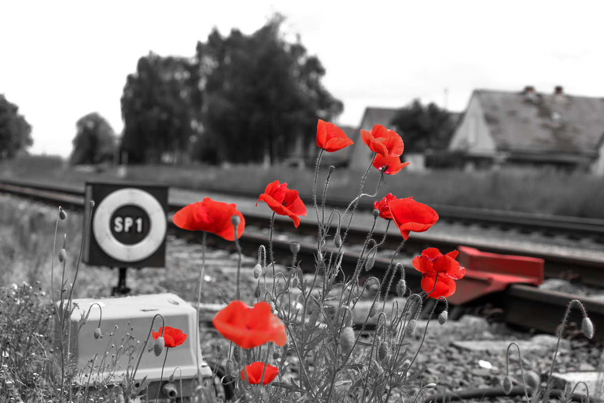 Ein Büschel  Papaver rhoeas  alias Klatschmohn haben sich am Sperrsignal SP1 in Pölfing Brunn angesiedelt. 
Jedes Jahr erblühen an diesem kaum genutzten Abstellgleis zahlreiche dieser roten Schönheiten. 
17.05.2018