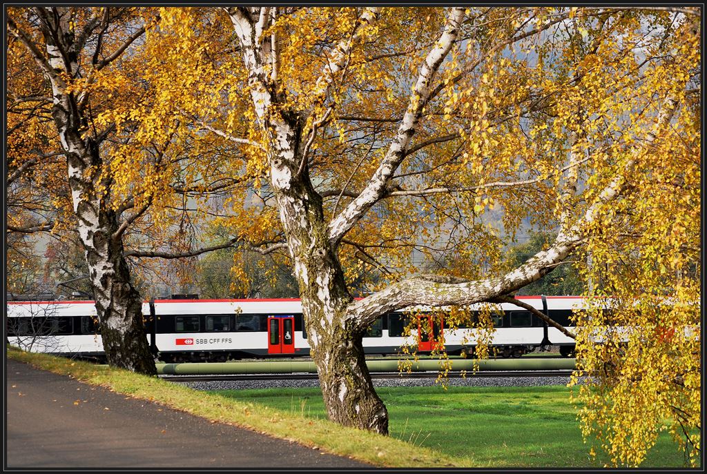 Ein Domino bei Zizers auf dem Weg nach Chur. (15.11.2013)