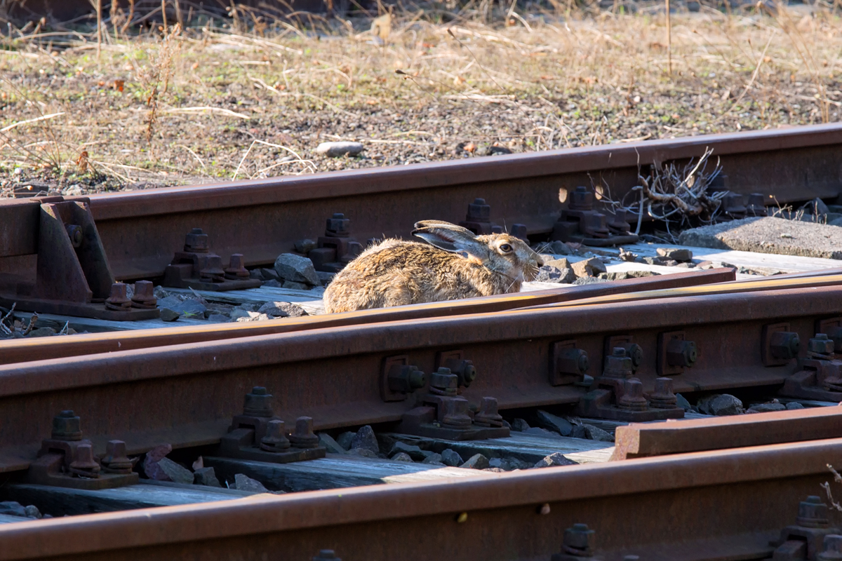 Ein Hase versteckt sich im Weichenbereich. - 06.09.2015 - Vom Radweg am Bf Torgelow aufgenommen und zurechtgeschnitten. 