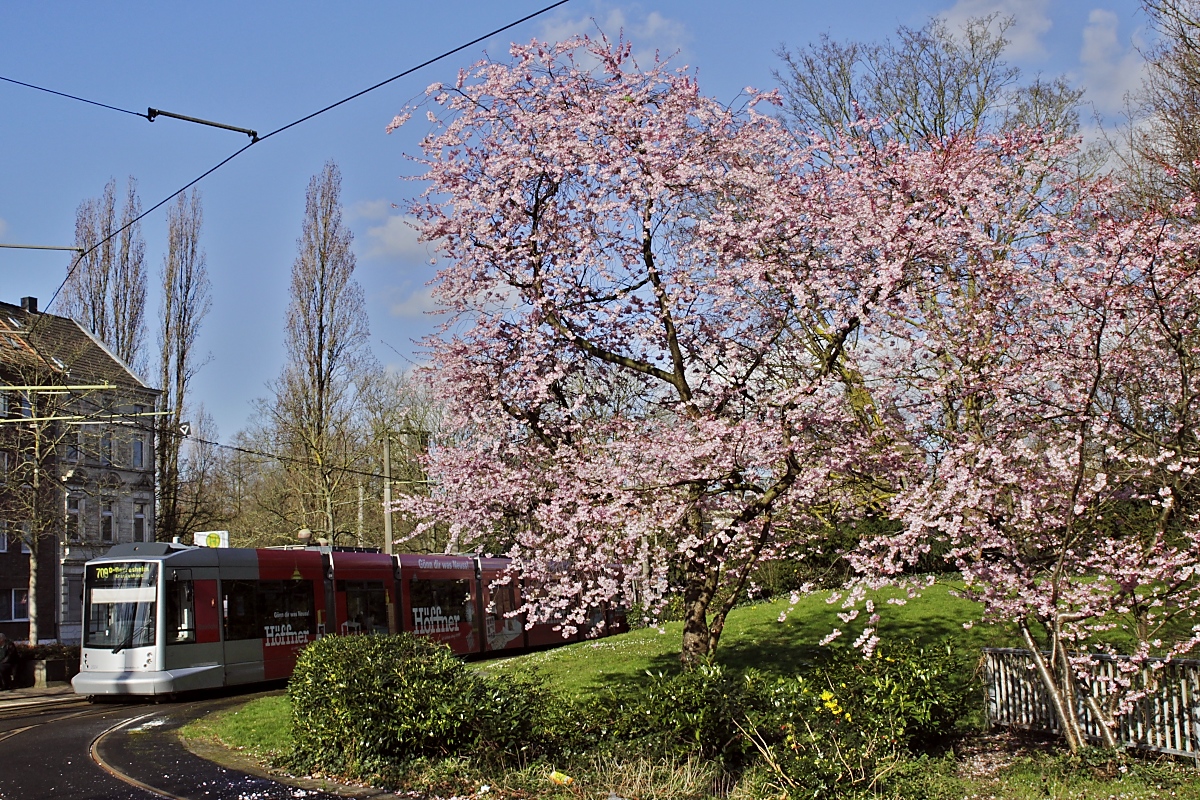 Ein Hauch von Frühling...
(NF10 2022 der Rheinbahn am 12.03.2020 an der Haltestelle Neuss Stadthalle)