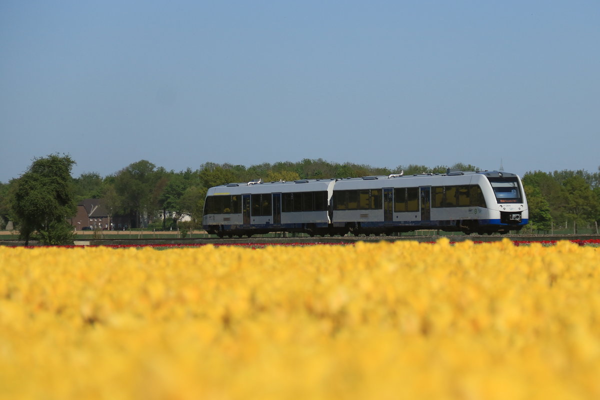 Ein LINT der Rurtalbahn am 20.4.20 unterwegs auf der Regilnalbahnlinie 39 zwischen Düsseldorf und Grevenbroich. Kurz von dem Bahnhof Kapellen durchfährt dieser Triebwagen diese herrlich blühenden Tulpenfelder
