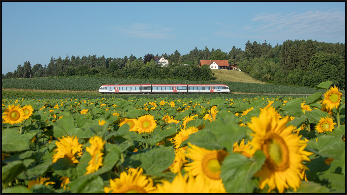 Ein Meer  von Sonnenblumen liegt in der Nähe von Dietmannsdorf. 7
Ein GTW 2/8 rollt in die gelichnahmige Haltestelle . 
2.Juli 2020