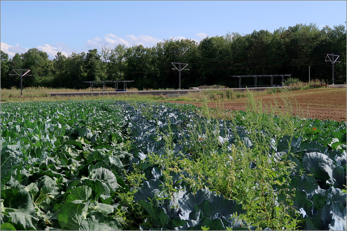 Ein noch nur dezenter Bahnbezug -

... wird hinter dem Filderkraut erkennbar: Wenn Ende des Jahres hier an der Haltestelle 'Stadionhalle' die gelben Züge der U6 halten, werden diese das Bild dominieren. Die neue Haltestelle ist ein von zwei Zwischenstationen der Verlängerung der U6 zum Flughafen in Echterdingen. Die Haltestelle erschließt allerdings nicht nur die Felder auf der Filder, sondern auch Teile von Echterdingen. Hinter den Bäumen und jenseits der Bundesstraße liegen dicht bebaute Bereiche mit Wohnungen und Gewerbe.

08.08.2021 (M)