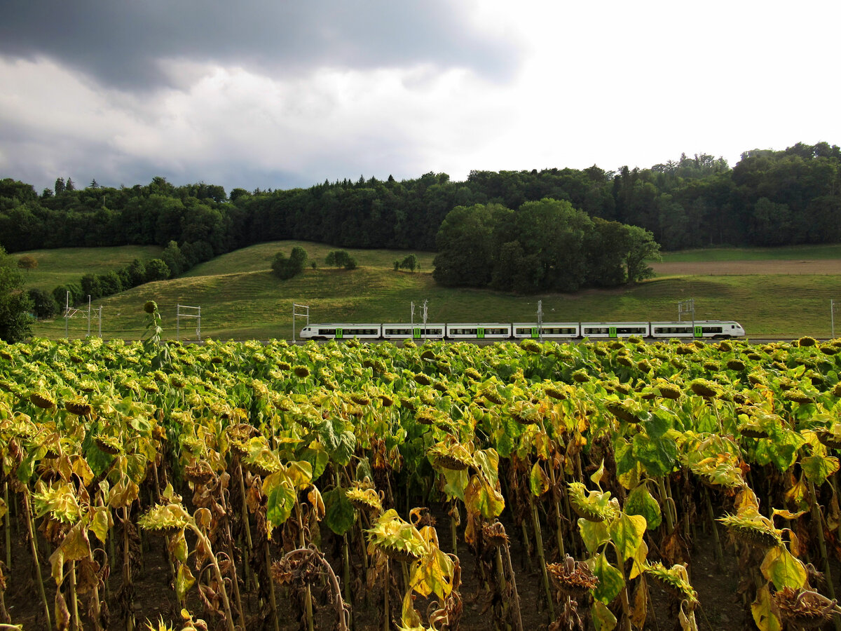 Ein Regionalexpress mit einer BLS  Mika  fährt durch die von der extremen Hitze traurig gewordenen Sonnenblumen; bei Kehrsatz Nord. 5.August 2022   
