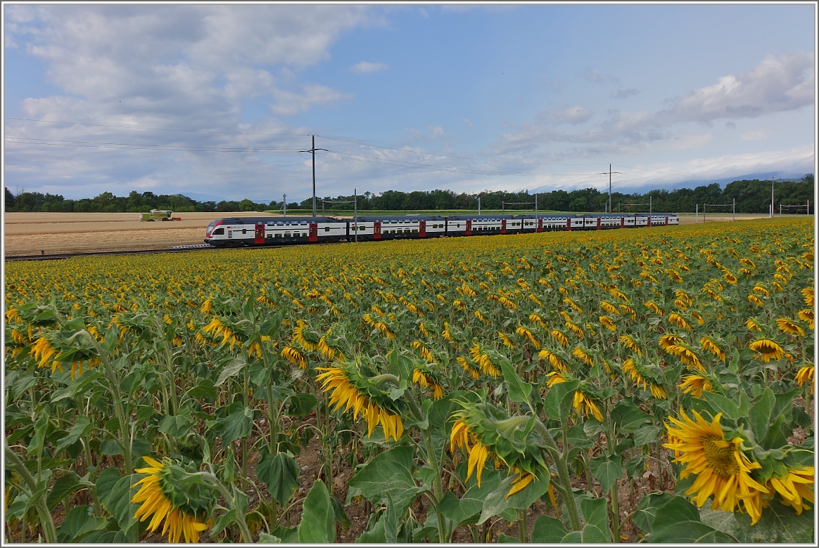 Ein sechsteiliger RABe 511 fährt als RE Vevey-Genf an einem Sonnenblumenfeld vorbei.
(08.07.2015)