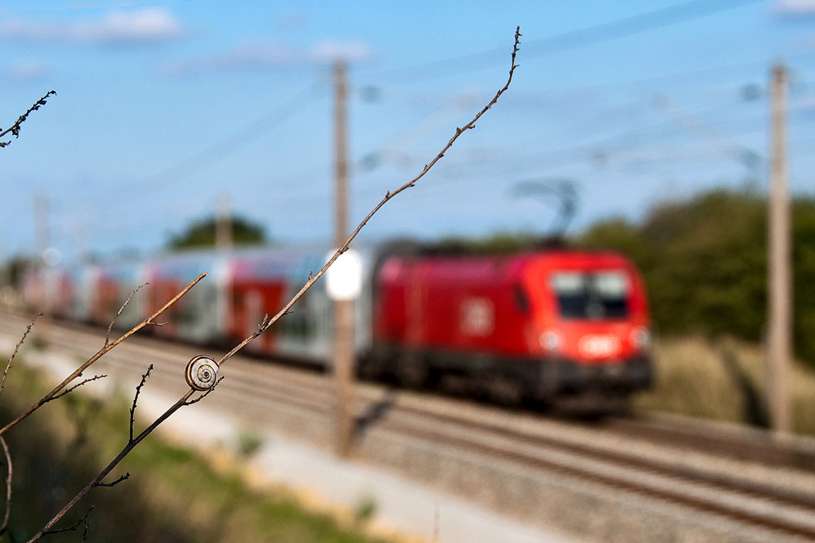 Ein ungleiches Duell, Schnecke gegen Stier. Gesehen und fotografiert, als der R 2352  Lundenburg  nach Breclav unterwegs war. Helmahof, am 22.08.2014.