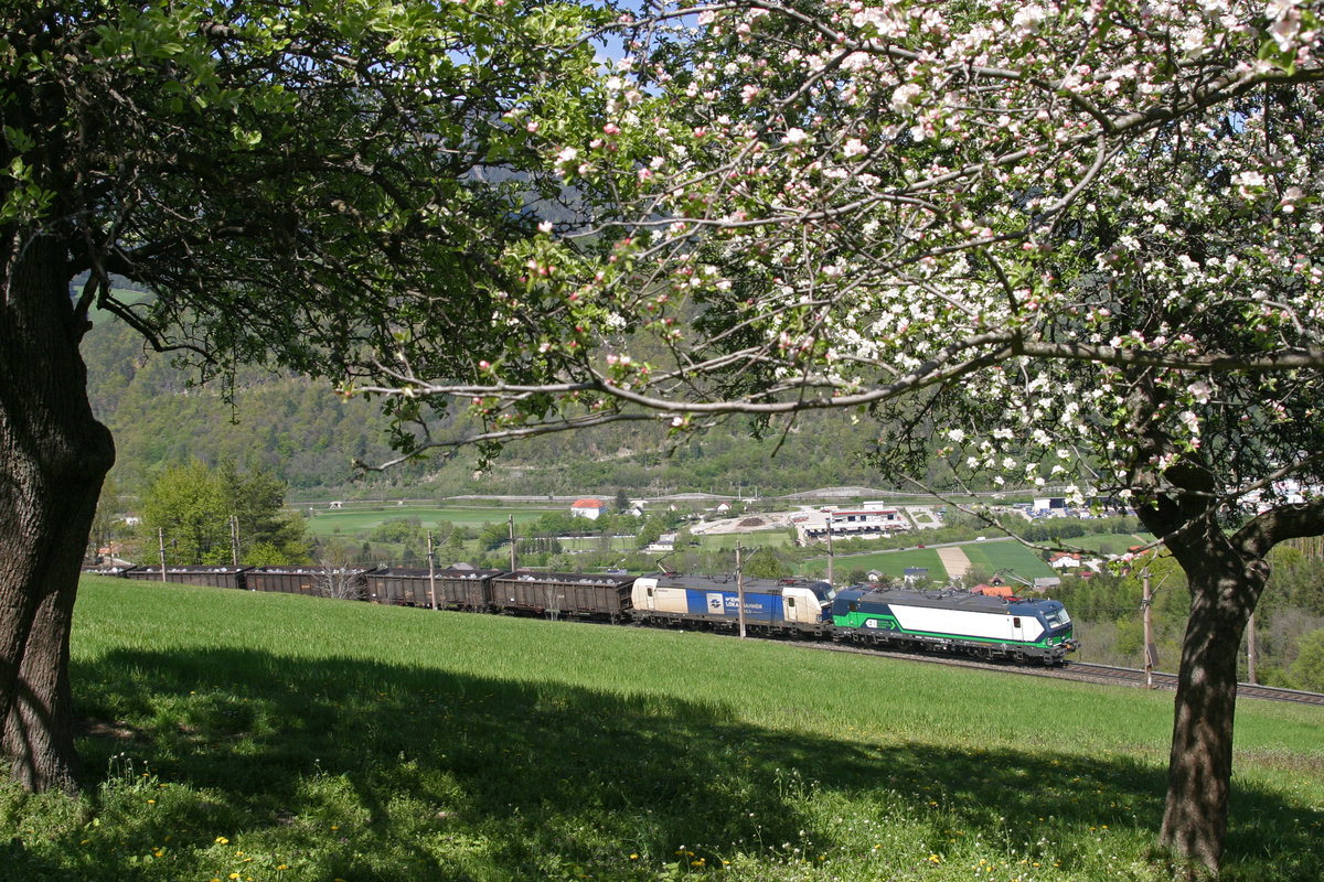 Ein Vectron-Tandem fährt mit einen Eaos-GAG bei der frisch blühenden Apfelwiese am Eichberg bergwärts. 30.4.16