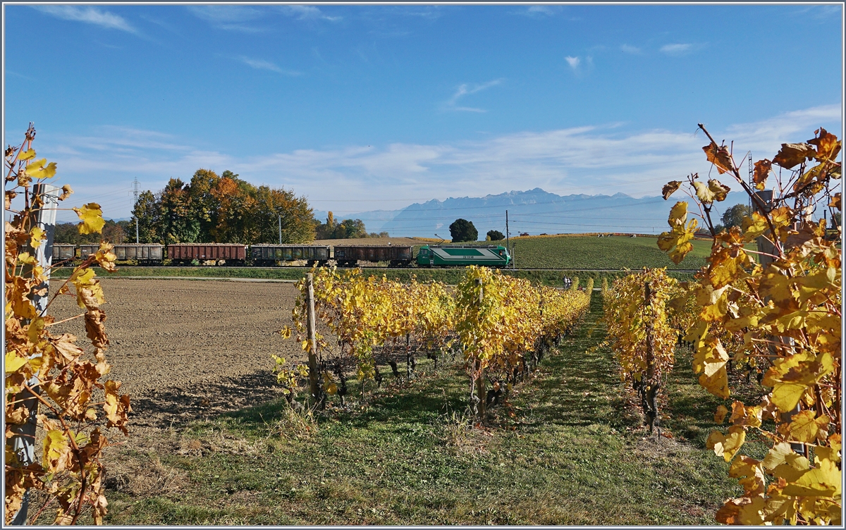 Eine BAM MBC Ge 4/4 ist mit ihrem Rübenzug bei Vufflens-le-Château auf dem Weg nach Morges.

17. Oktober 2017