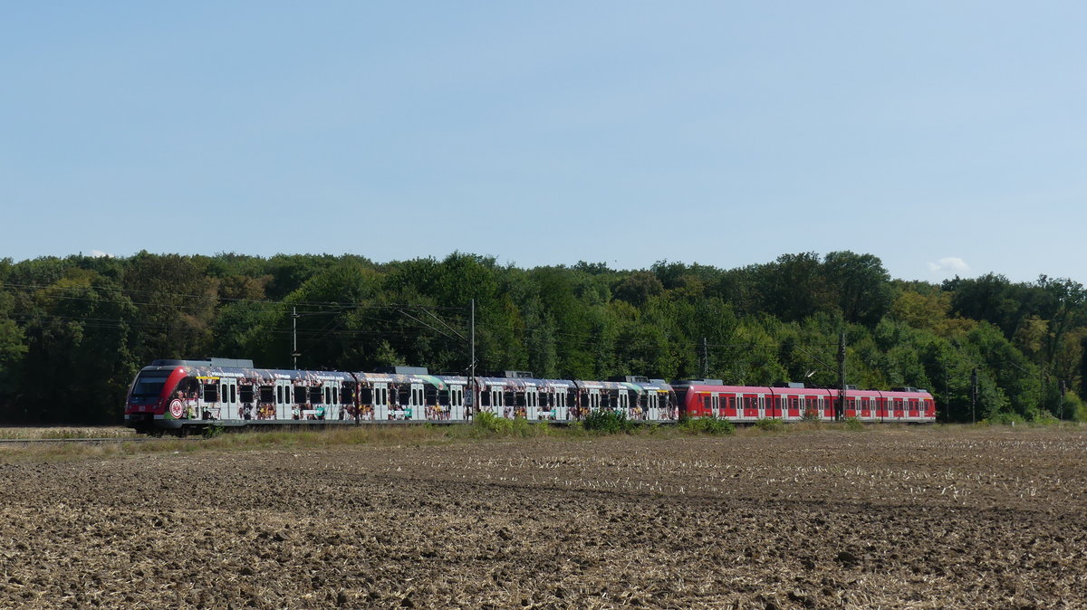 Eine Doppeltraktion bestehend aus der  Pokalsieger-Bahn  430 100 und einem normalen 430 zur Fahrt als S7 nach Frankfurt Hbf zwischen Groß-Gerau Dornheim und Groß-Gerau Dornberg. Aufgenommen am 22.8.2018 15:08