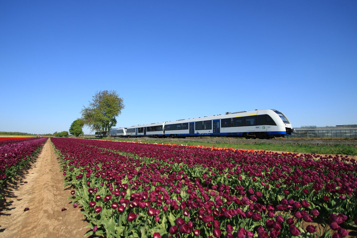 Eine Doppeltraktion LINT 54 der Rurtalbahn als RB39 unterwegs von Düsseldorf nach Bedburg an der Erft. Bei Kapellen führt die Strecke durch ein Tulpenfeld ,einige Tage nach dem 20.4.20 war dieses Motiv bereits so nicht mehr möglich da dann bereits die Tulpen abgeerntet wurden.