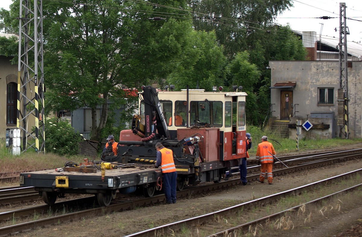 Eine Gleibaurotte in Melnik.30.05.2014  09:48 Uhr.