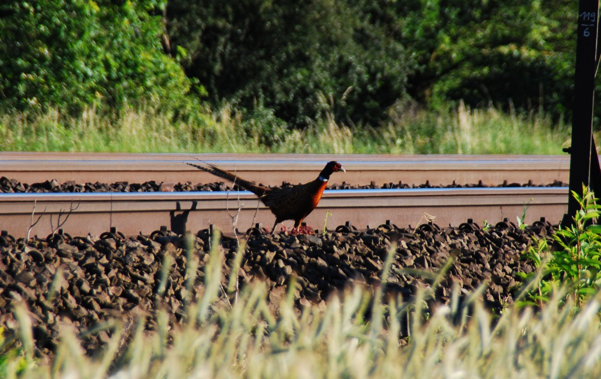 Eine Kamera hatte dieser edle Fasan nicht mit dabei; der Zugverkehr schien ihn nicht groß zu interessieren und warum er knapp 400m zwischen den Schienen entlang spazierte hat er uns auch nicht verraten. An der 01 150, die heute am 26.06.2013 auf Sonderfahrt war und sich an dieser Stelle in Bielefeld-Ummeln gut ablichten ließ, hat es wohl auch nicht gelegen. Passend zum stündlichen ICE hat er sich dann aber doch aus dem Staub gemacht und ist im Dickicht des Bahndamms verschwunden. Auf jeden Fall hatte er reichlich Fans, vor denen er auch nicht geflüchtet ist. Auf die 01 150 warteten hier rund 50 Bahnfreunde mit Kamera & Co...