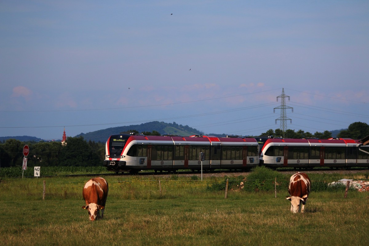 Eine Kuh macht Muh viele Kühe machen Mühe,.....
Sankt Peter im Sulmtal am 23,06,2015