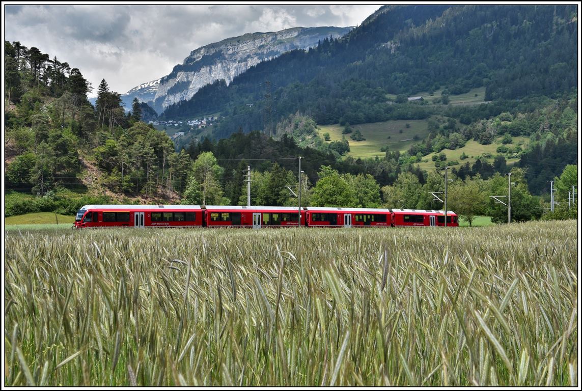 Eine RhB im Kornfeld. S1 1514 mit ABe 4/16 3103 nach Schiers zwischen Bonaduz und Reichenau-Tamins. (31.05.2020)