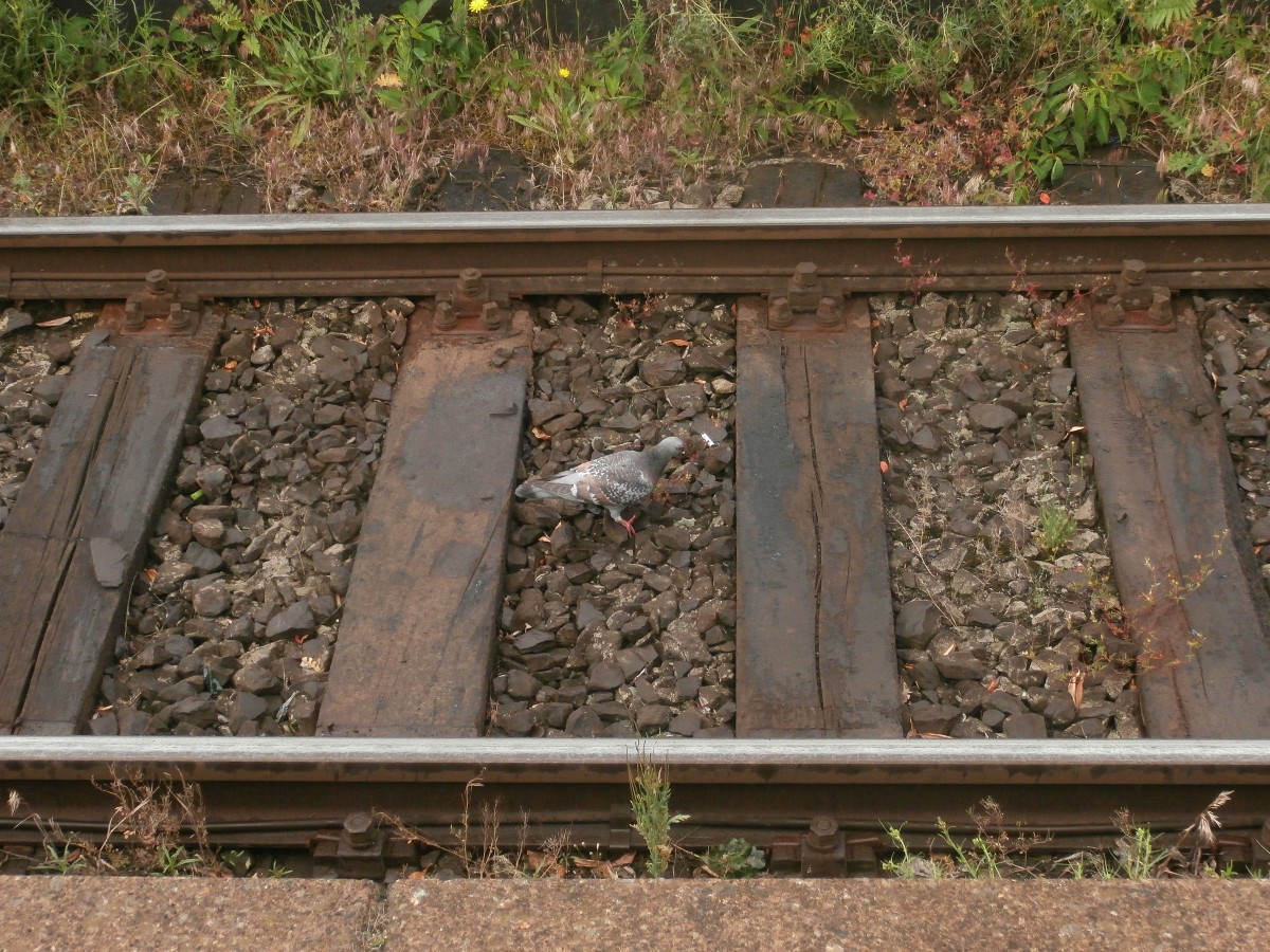 Eine Taube geht durchs Gleisbett am Mönchengladbach HBF und schaut ob noch alles Sauber ist. Mönchengladbach 23.05.2014 