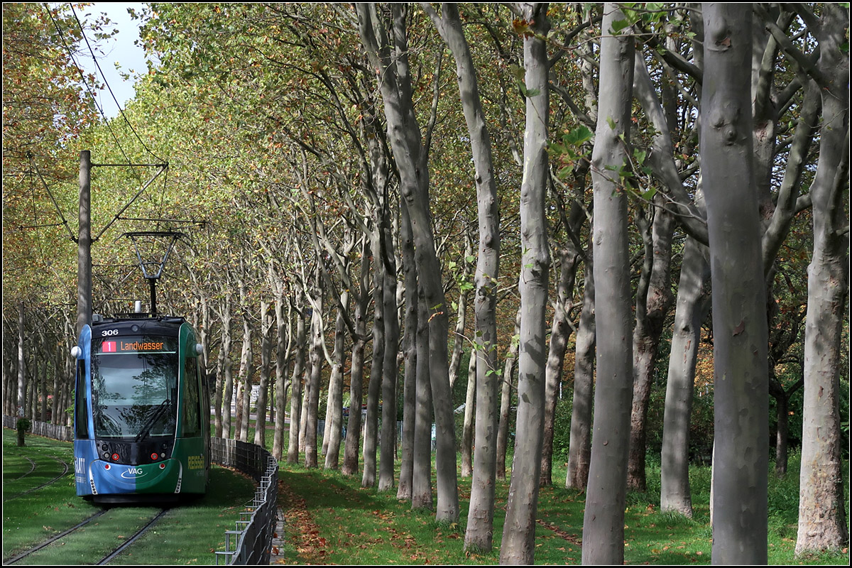 Eine Tram und viele Bäume -

Grüne Stadtbahnstrecke in Freiburg westlich der Haltestelle Rathaus im Stühlinger mit einer Urbos-Tram auf der Linie 1 nach Landwasser.

07.10.2010 (M)