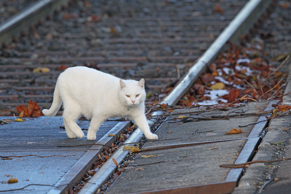 Eine weisse Hauskatze möchte frühmorgens noch die S4 nach Uznach nehmen ;O
Bild Kaltbrunn 7.11.2014