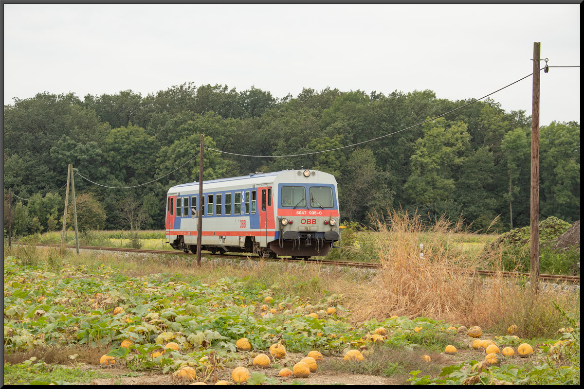 Einige Plutza gibt es noch , die Ernte ist allerdings in vollem Gange. 
14.September 2019 entlang der Radkersburger Bahn. 