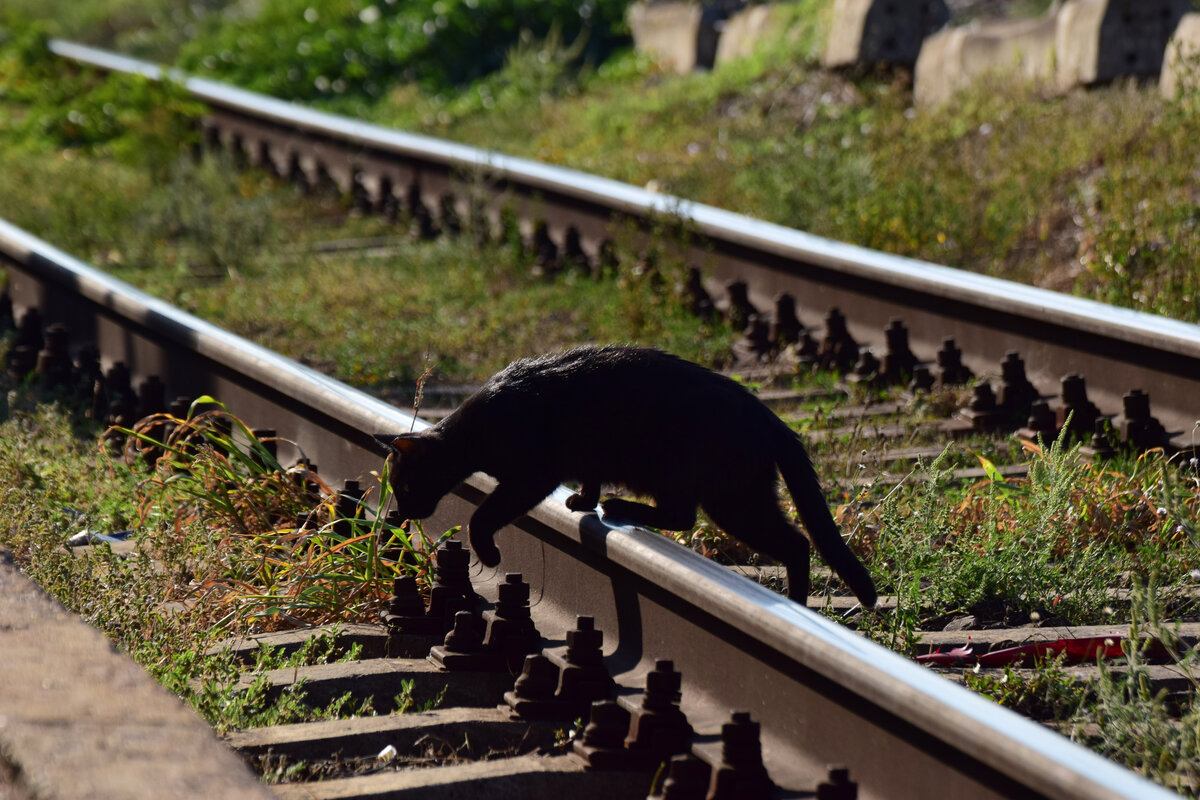 Einmal schnell über die Gleise. Eine schwarze Katze überquert bei Bucuresti Triaj die Gleise.

Bukarest 08.09.2025
