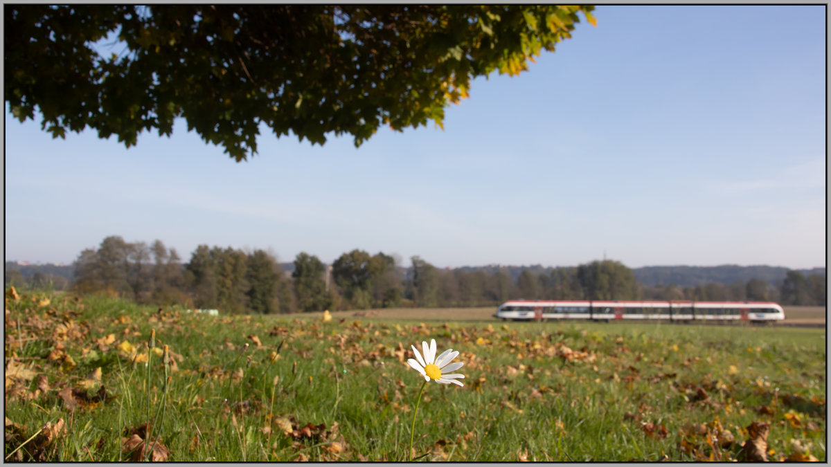 Einzeln und verlassen steht eine Margerite auf der Wiese . 
Fast hätte ich Sie niedergetrampelt. 
Im Hintergruund ein GTW 2/8 zwischen St. Peter und St. Martin im Sulmtal Bergla. 
22.10.2020 