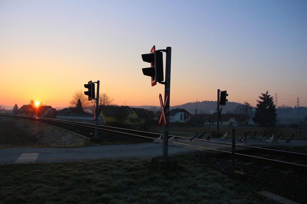  Entlich  geht die Sonne auf . Früh Morgens an einem Bahnübergang nächst Groß Sankt Florian kräht  der Gockel am benachbarten Bauernhof nicht nur die Menschen munter sondern auch die kleine Gruppe Watschelenten die sich Schnurstracks zum kleinen Bach neben den Geleisen aufmacht. 