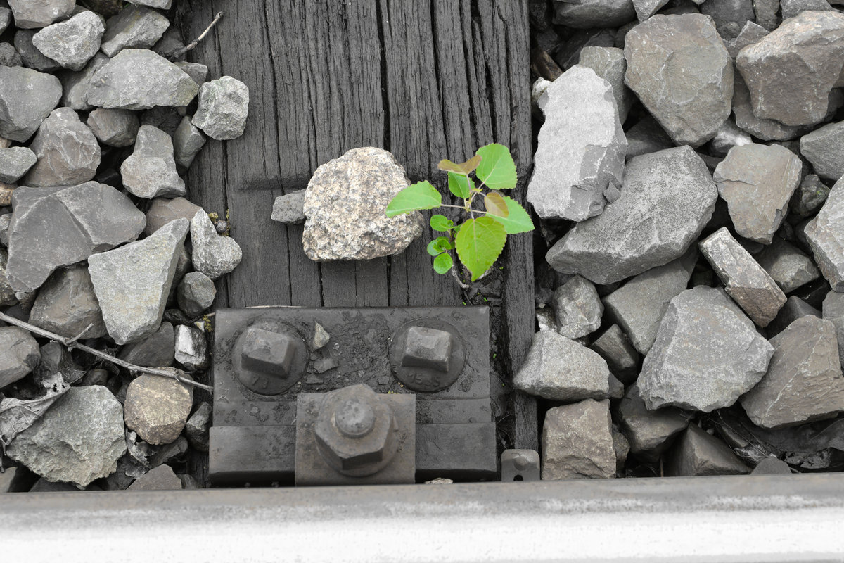 Es grünt so grün ,.... 
Überall wo man hinsieht. 

27.04.2018