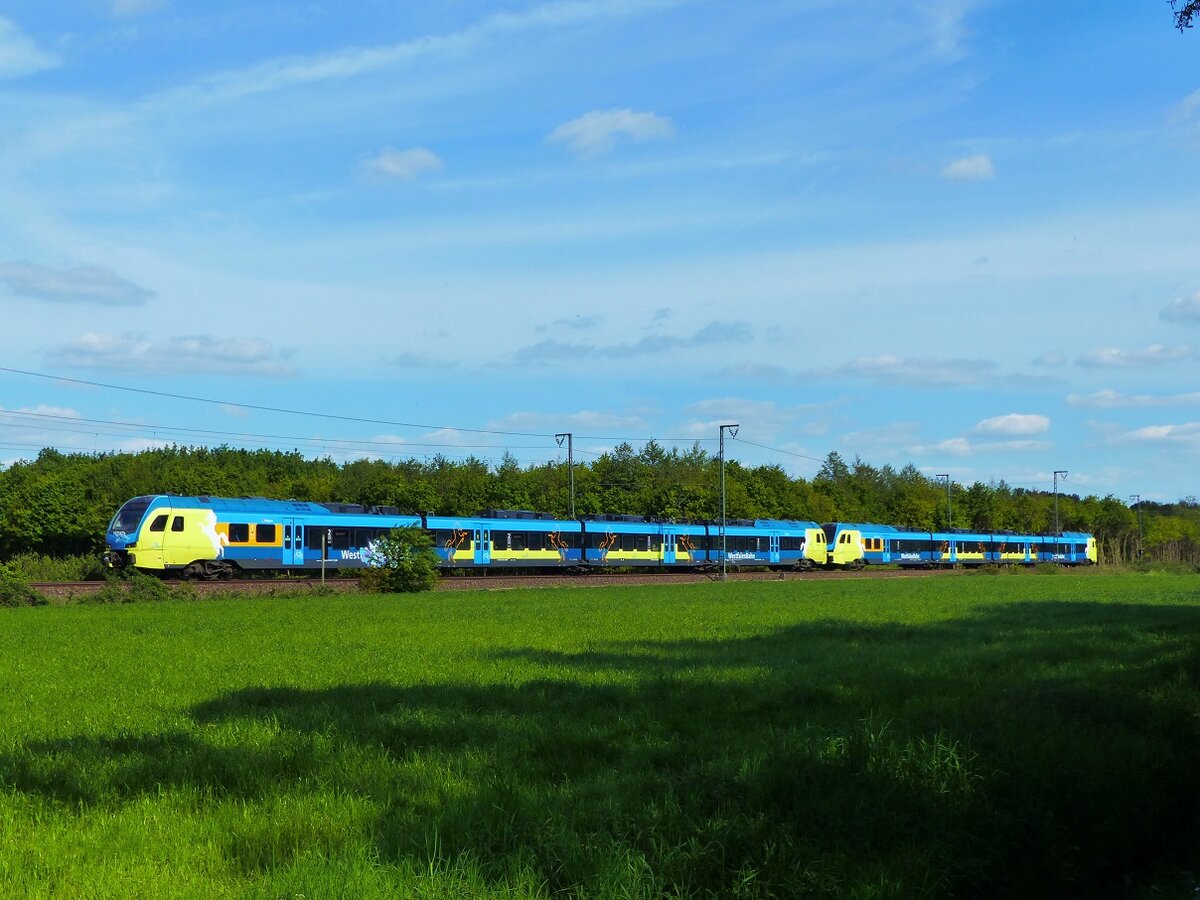 ET 401 der WFB als RE15 nach Emden in zwischen Rheine und Salzbergen, 14.05.19