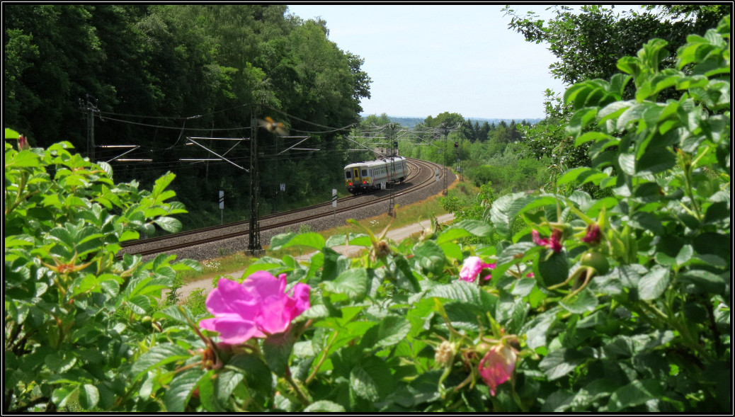 Experiment mit Überraschung! Während der Fokus der Kamera mit dem Triebwagen mitzieht (AF Tracking) und das Motiv scharfhält,setzt ein dicker Brummer (Biene) zur Landung auf die Wildrose an. Der Bildaufbau war vorher schon so geplant und eingerichtet,ein wenig Unschärfe für den Vordergrund,dafür den Schärfepunkt auf das rollende Material.
Momentaufnahme vom 17.Juni 2015 im Preußwald bei Aachen.