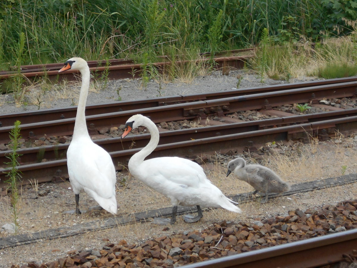 Familie Schwan spazierte gemütlich,am 10.Juli 2018,zwischen den Gleisen in Bergen/Rügen,herum.