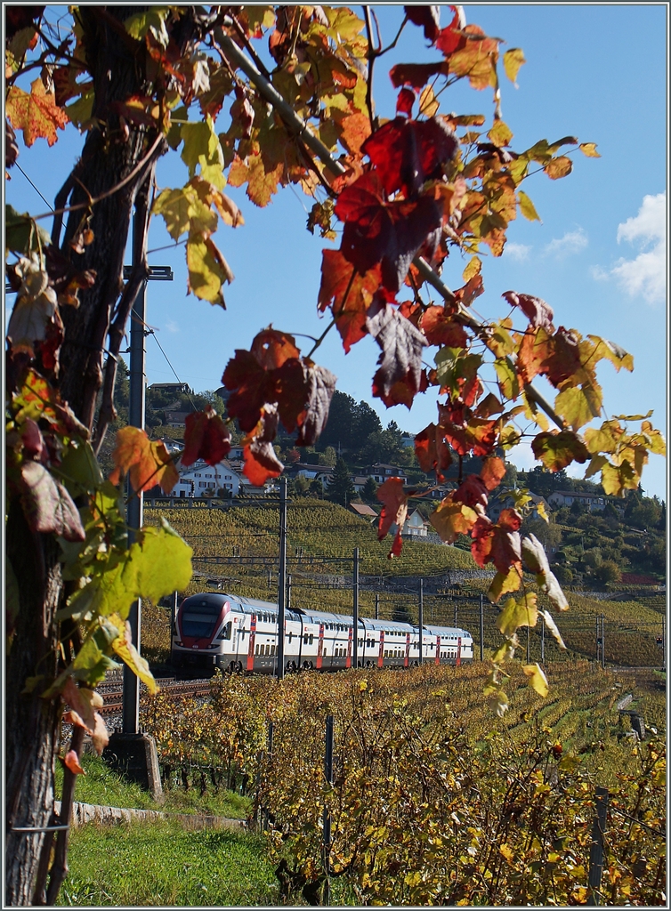 Fast hätte der SBB RABe 511 auf dem Weg nach Romont nicht zwischen die bunten Herbstblätter gepasst.
Zwischen Bossière und Grandvaux, den 23. Okt. 2014